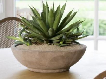 Agavestricta_510x768