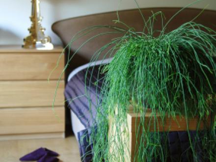 Rhipsalis