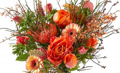 De mooiste Voorjaarsbloemen! De mooiste Voorjaarsbloemen!
