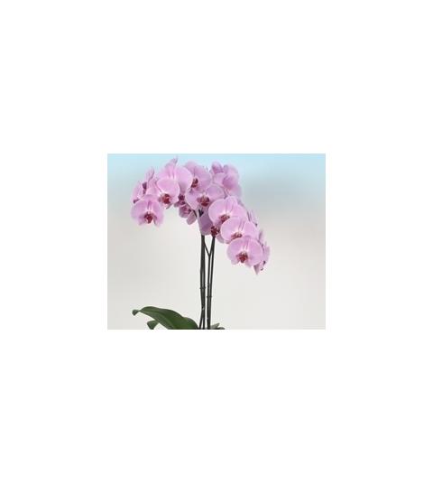 Roze phalaenopsis orchidee