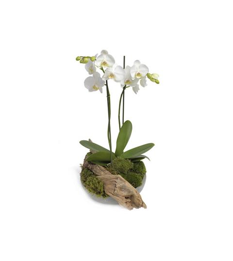 Witte phalaenopsis orchidee