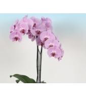 Roze phalaenopsis orchidee