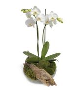 Witte phalaenopsis orchidee