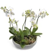 Witte phalaenopsis orchidee in pot