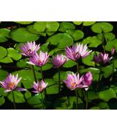 Testbloem