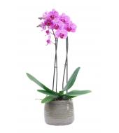 Roze phalaenopsis orchidee in pot