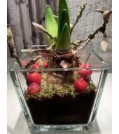 Amaryllis bol in glas