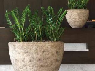 Planten