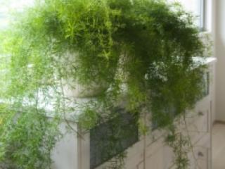 Kamerplant 1