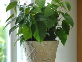 Kamerplant 2