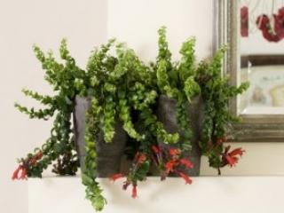 Kamerplant 3