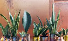 Sanseveria woonplant van de maand september!